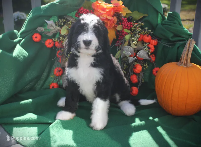 CHLOE'S GREEN BOY, a male Bernese Mountain Dog and Poodle - Standard  for sale in Vassalboro, ME – Photo 1 of 4