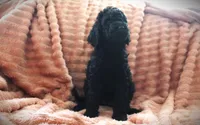 Miss Jet Black, a female Poodle - Standard  for sale in Vassalboro, ME – 2 of 4