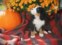 MOLLY'S BABY PINK GIRL, a female Bernese Mountain Dog for sale in Vassalboro, ME – Photo 4 of 5