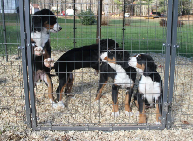 MOLLY'S BABY PINK GIRL