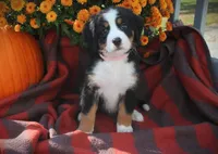 MOLLY'S BABY PINK GIRL, a female Bernese Mountain Dog for sale in Vassalboro, ME – Photo 3 of 5