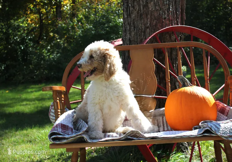 MR. Green – Poodle - Standard  puppy for sale in Vassalboro, ME