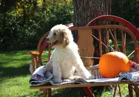MR. Green, a male Poodle - Standard  for sale in Vassalboro, ME – 1 of 7