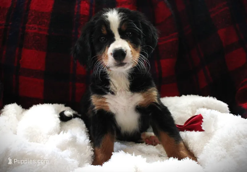 MR.RED – Bernese Mountain Dog puppy for sale in Vassalboro, ME