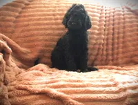 Miss. Brown, a female Poodle - Standard  for sale in Vassalboro, ME – 1 of 4