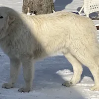 Patotas, a male Maremma Sheepdog for sale in Leonard, MI – 1 of 1