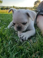 Green male, a male French Bulldog and Pug for sale in Afton, WY – Photo 2 of 5