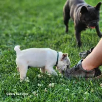 Green male, a male French Bulldog and Pug for sale in Afton, WY – Photo 5 of 5