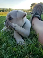 Green male, a male French Bulldog and Pug for sale in Afton, WY – Photo 3 of 5