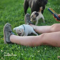 Green male, a male French Bulldog and Pug for sale in Afton, WY – Photo 4 of 5