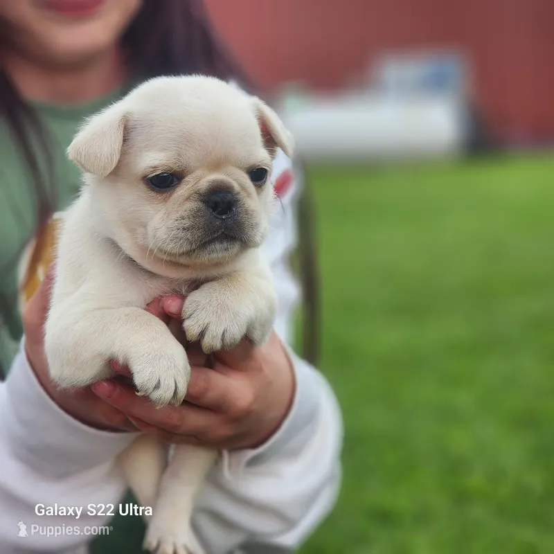 Green male, a male French Bulldog and Pug for sale in Afton, WY – Photo 1 of 5
