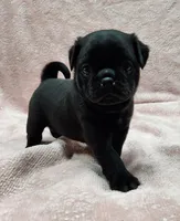 Tiny, a male Pug for sale in Afton, WY – Photo 1 of 4