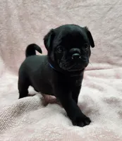 Tiny, a male Pug for sale in Afton, WY – Photo 3 of 4