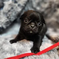 Chuck, a male Pug for sale in Afton, WY – Photo 5 of 5