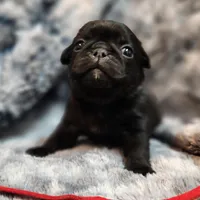 Chuck, a male Pug for sale in Afton, WY – Photo 4 of 5