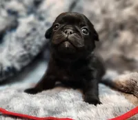 Chuck, a male Pug for sale in Afton, WY – Photo 4 of 5