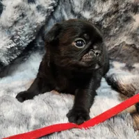 Chuck, a male Pug for sale in Afton, WY – Photo 2 of 5