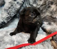 Chuck, a male Pug for sale in Afton, WY – Photo 2 of 5