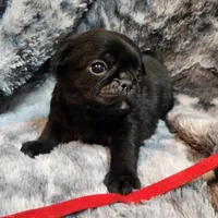 Chuck, a male Pug for sale in Afton, WY – Photo 1 of 5