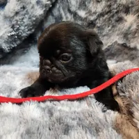 Chuck, a male Pug for sale in Afton, WY – Photo 3 of 5