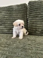 Puppy 4, a male Shorkie for sale in Dundalk, MD – 3 of 3