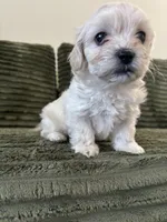 Puppy 2, a male Shorkie for sale in Dundalk, MD – 4 of 6