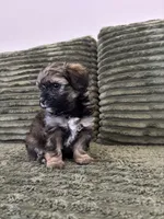 Puppy 3, a male Shorkie for sale in Dundalk, MD – 2 of 4
