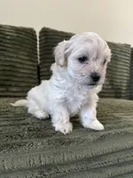 Puppy 2, a male Shorkie for sale in Dundalk, MD – 2 of 6