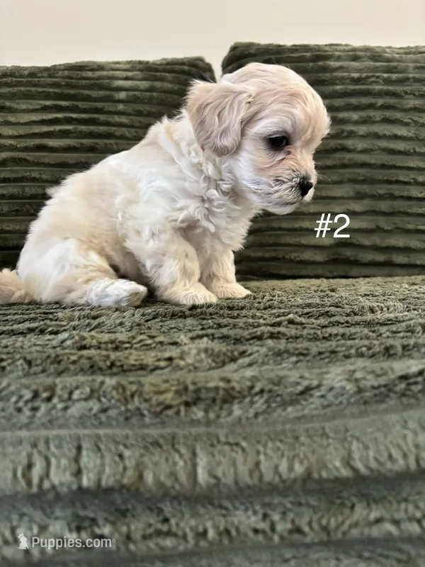 Puppy 2 – Shorkie puppy for sale in Dundalk, MD