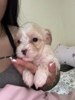 Puppy 5, a female Shorkie for sale in Dundalk, MD – 2 of 2
