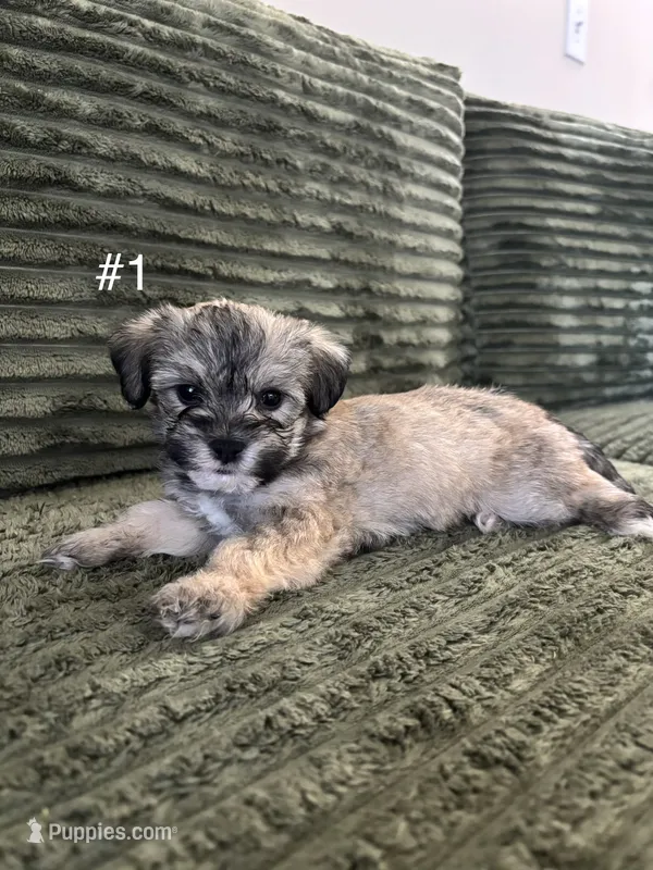 Puppy 1 – Shorkie puppy for sale in Dundalk, MD