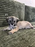 Puppy 1, a male Shorkie for sale in Dundalk, MD – 1 of 3