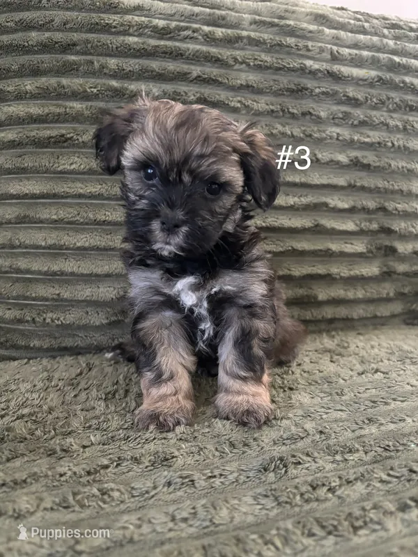 Puppy 3 – Shorkie puppy for sale in Dundalk, MD