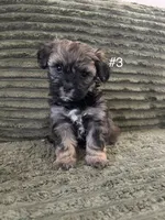 Puppy 3, a male Shorkie for sale in Dundalk, MD – 1 of 4