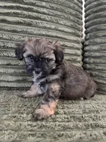 Puppy 3, a male Shorkie for sale in Dundalk, MD – 4 of 4