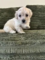 Puppy 2, a male Shorkie for sale in Dundalk, MD – 5 of 6