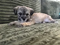 Puppy 1, a male Shorkie for sale in Dundalk, MD – 3 of 3