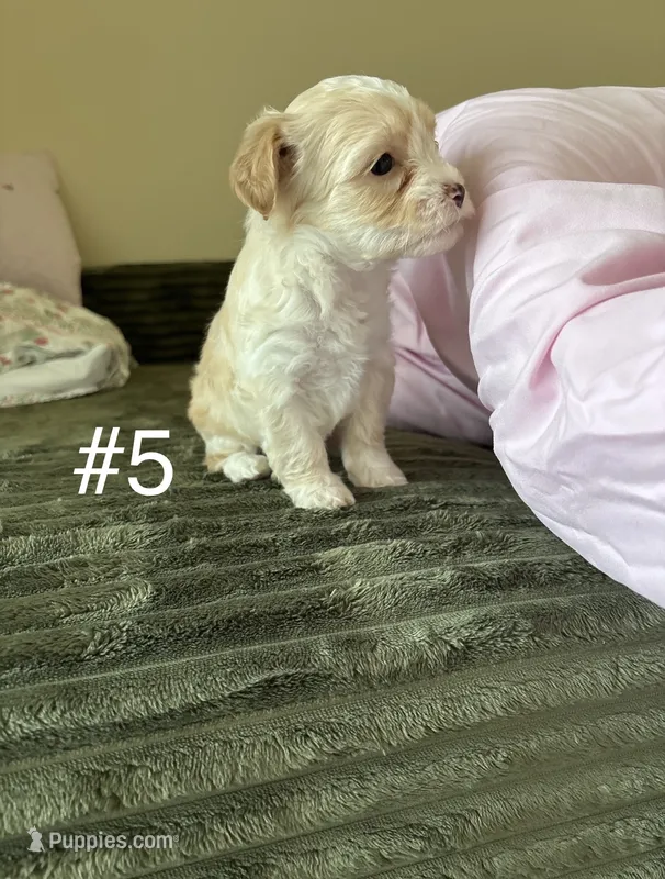 Puppy 5 – Shorkie puppy for sale in Dundalk, MD