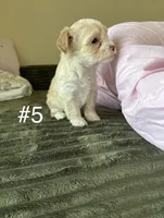 Puppy 5, a female Shorkie for sale in Dundalk, MD – 1 of 2