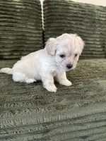Puppy 2, a male Shorkie for sale in Dundalk, MD – 6 of 6
