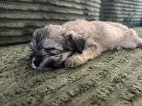 Puppy 1, a male Shorkie for sale in Dundalk, MD – 2 of 3
