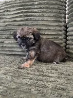 Puppy 3, a male Shorkie for sale in Dundalk, MD – 3 of 4