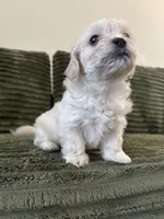 Puppy 2, a male Shorkie for sale in Dundalk, MD – 3 of 6