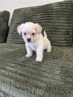 Puppy 4, a male Shorkie for sale in Dundalk, MD – 2 of 3