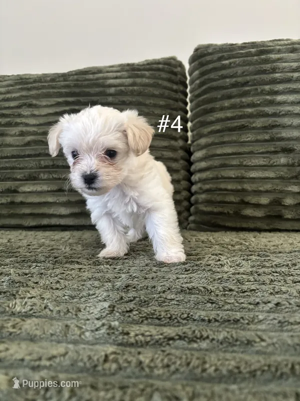 Puppy 4 – Shorkie puppy for sale in Dundalk, MD