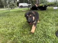 Violet , a female German Shepherd Dog for sale in Fort Wayne, IN – 10 of 10