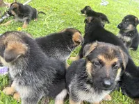 Violet , a female German Shepherd Dog for sale in Fort Wayne, IN – 3 of 10