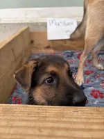 Mustard, a female German Shepherd Dog for sale in Fort Wayne, IN – 3 of 9