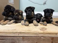 Spangles , a female German Shepherd Dog for sale in Fort Wayne, IN – 2 of 3