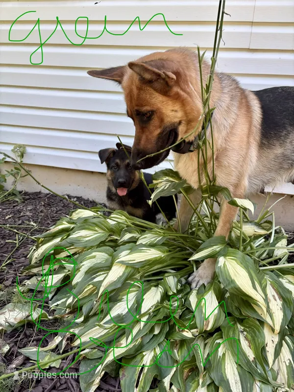 Green Bean – German Shepherd Dog puppy for sale in Fort Wayne, IN